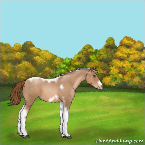 Horse Color:White Spotted Liver Chestnut Pearl Tobiano Frame