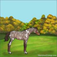 Horse Color:White Spotted Liver Red Roan 