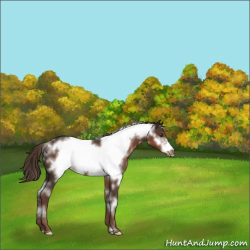 Horse Color:White Spotted Liver Chestnut Frame