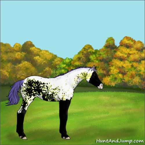 Horse Color:Watercolor White Spotted Blue Ice Roan Splash Rabicano