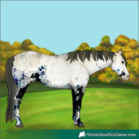 Horse Color:Plaid White Spotted Bay Ice Onyx Rabicano