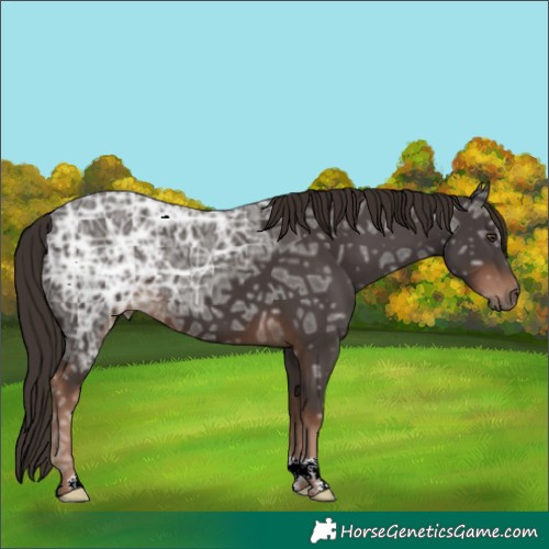 Horse Color:Liver Chestnut Ice 