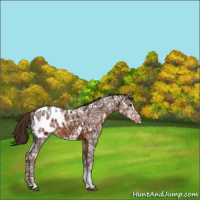 Horse Color:White Spotted Liver Chestnut Ice Appaloosa