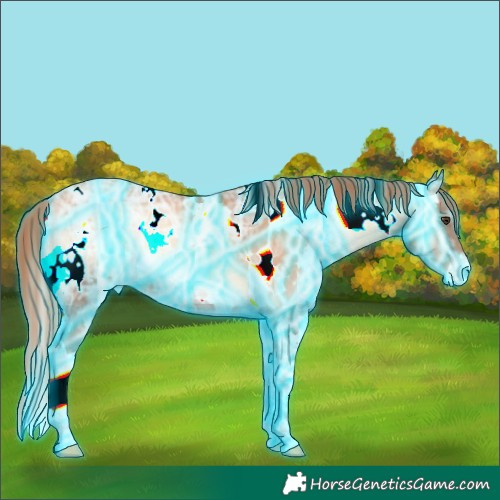 Horse Color:Thunderstruck White Spotted Gold Champagne Ice Onyx Appaloosa 