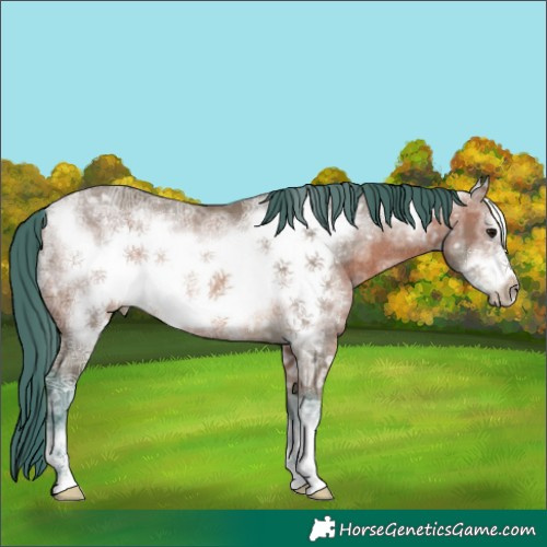 Horse Color:Watercolor Bay Ice Frame Rabicano 