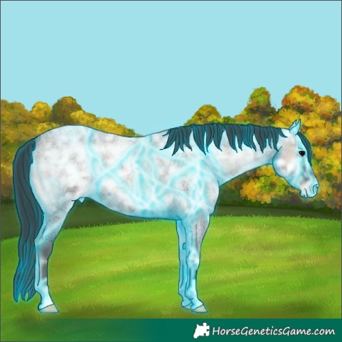 Horse Color:Thunderstruck Blue Onyx Ice Roan Appaloosa 