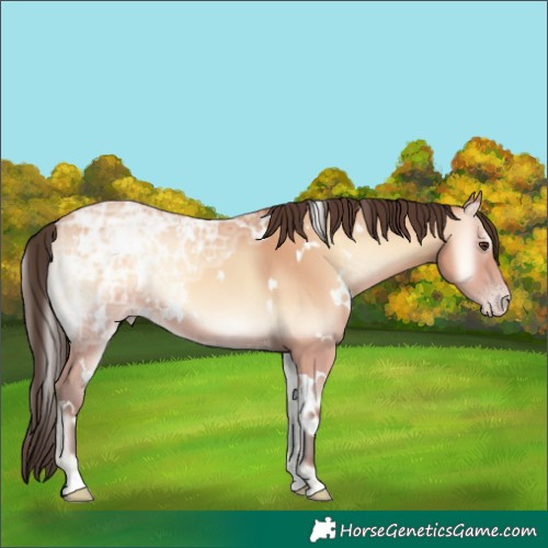 Horse Color:White Spotted Amber Champagne Ice Onyx Rabicano 