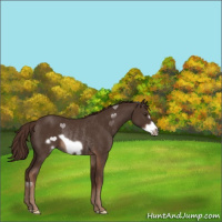 Horse Color:Liver Chestnut Frame Rabicano 
