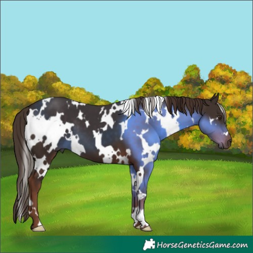 Horse Color:White Spotted Liver Chestnut 