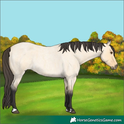 Horse Color:Buckskin Roan Dun 