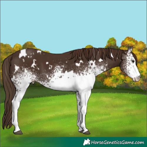 Horse Color:White Spotted Liver Chestnut 