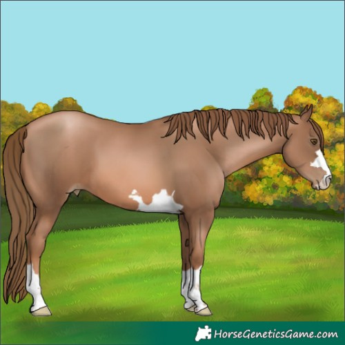 Horse Color:Liver Chestnut Pearl 