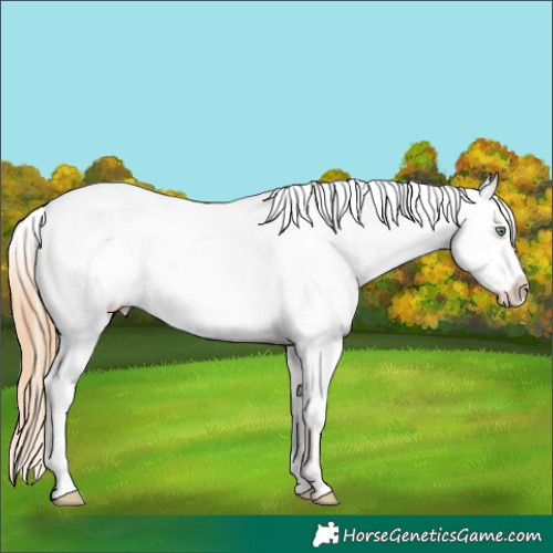 Horse Color:Gold Champagne Roan Dun Appaloosa 