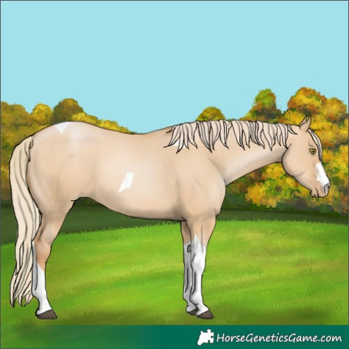 Horse Color:Red Dun Pearl Tobiano