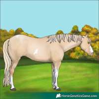Horse Color:Red Dun Pearl Tobiano 