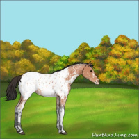 Horse Color:White Spotted Bay Ice Appaloosa 