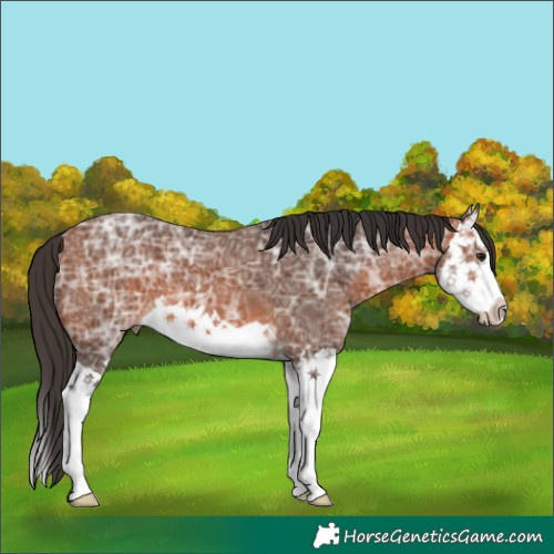 Horse Color:Bay Ice Splash 