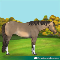 Horse Color:Buckskin Dun Tobiano 