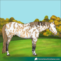 Horse Color:Buckskin Dun Appaloosa 