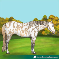 Horse Color:Buckskin Dun Near Leopard 