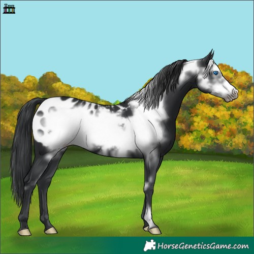 Horse Color:Black Frame Appaloosa 