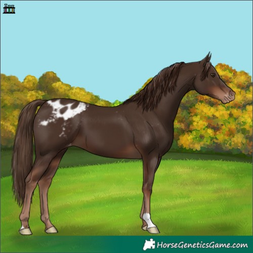 Horse Color:Liver Chestnut Appaloosa