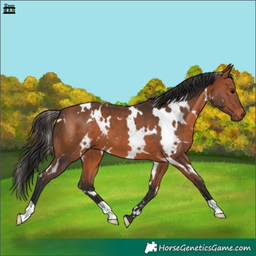 Horse Color:White Spotted Bay 
