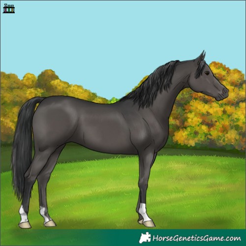 Horse Color:Black 