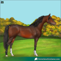 Horse Color:Brown 