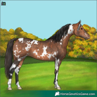 Horse Color:White Spotted Bay 