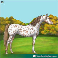 Horse Color:Chestnut Appaloosa 