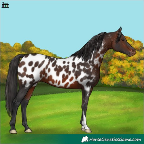 Horse Color:Brown Appaloosa