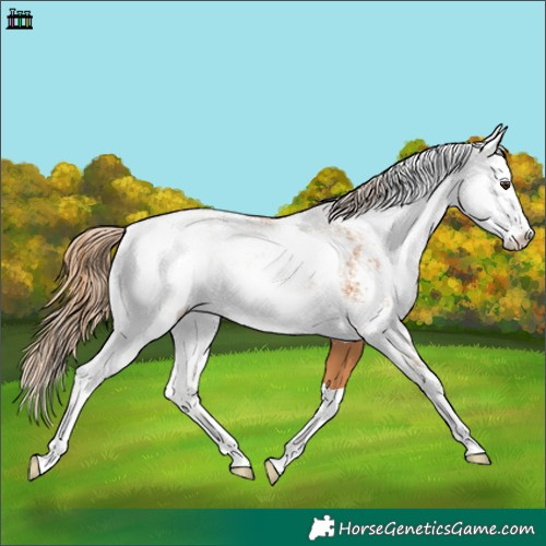 Horse Color:Chestnut Sabino 