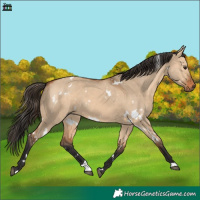 Horse Color:White Spotted Bay Dun 
