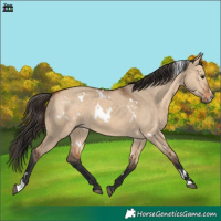 Horse Color:White Spotted Bay Dun Sabino 