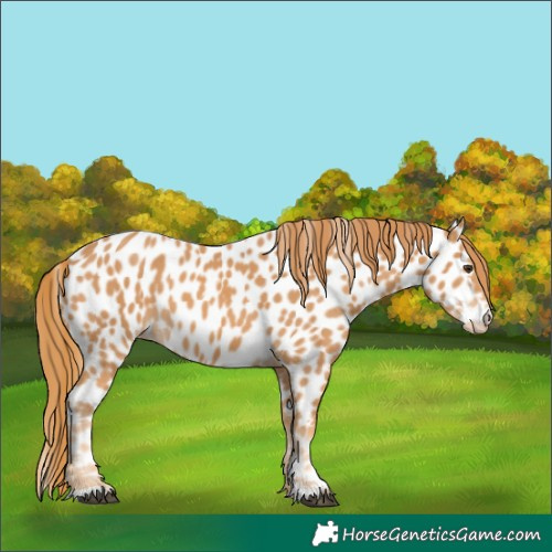Horse Color:Chestnut Appaloosa 