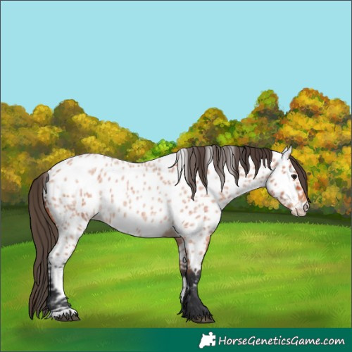Horse Color:Bay Roan Appaloosa 