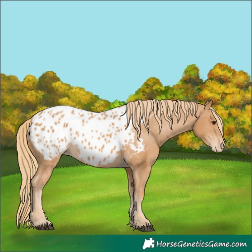 Horse Color:Chestnut Appaloosa 