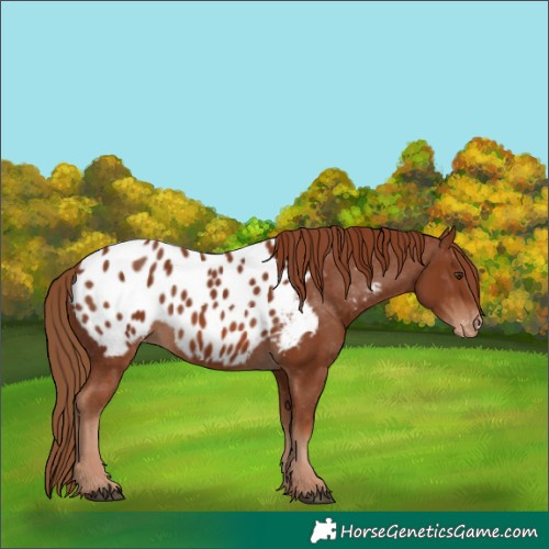 Horse Color:Chestnut Appaloosa 