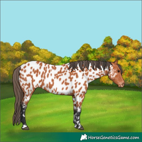 Horse Color:Bay Near Leopard 
