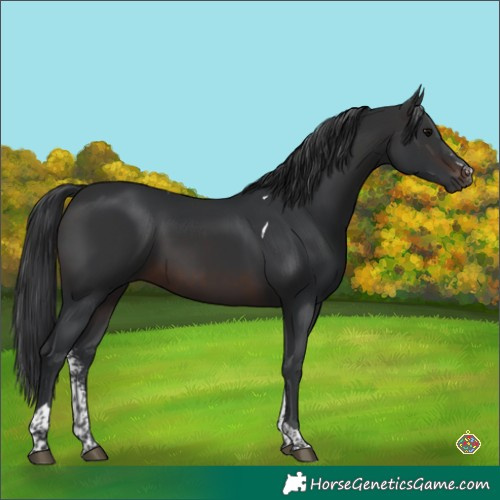 Horse Color:Brown Sabino Tobiano