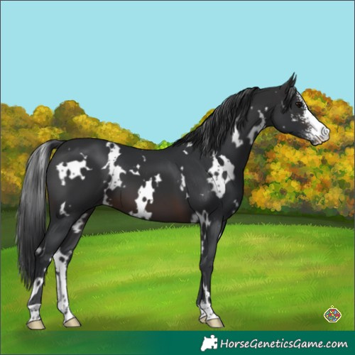 Horse Color:White Spotted Brown Sabino