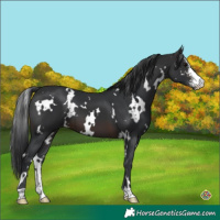 Horse Color:White Spotted Brown Sabino