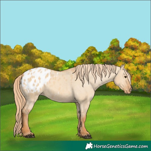 Horse Color:Red Dun Appaloosa 
