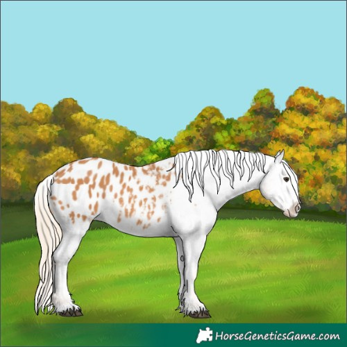 Horse Color:Chestnut Blanket 