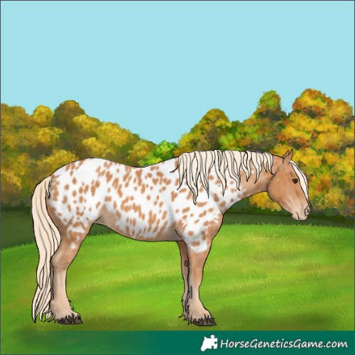 Horse Color:Chestnut Appaloosa 