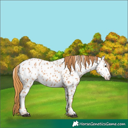 Horse Color:Chestnut Appaloosa 