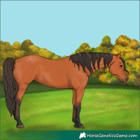 Horse Color:Unknown 