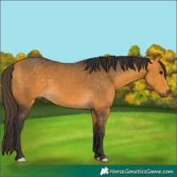 Horse Color:Buckskin 