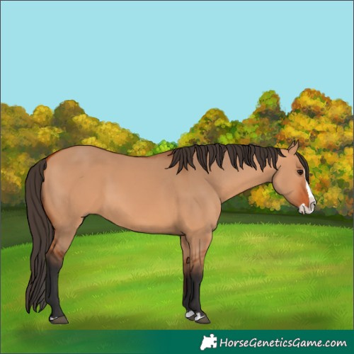 Horse Color:Bay Dun Splash 